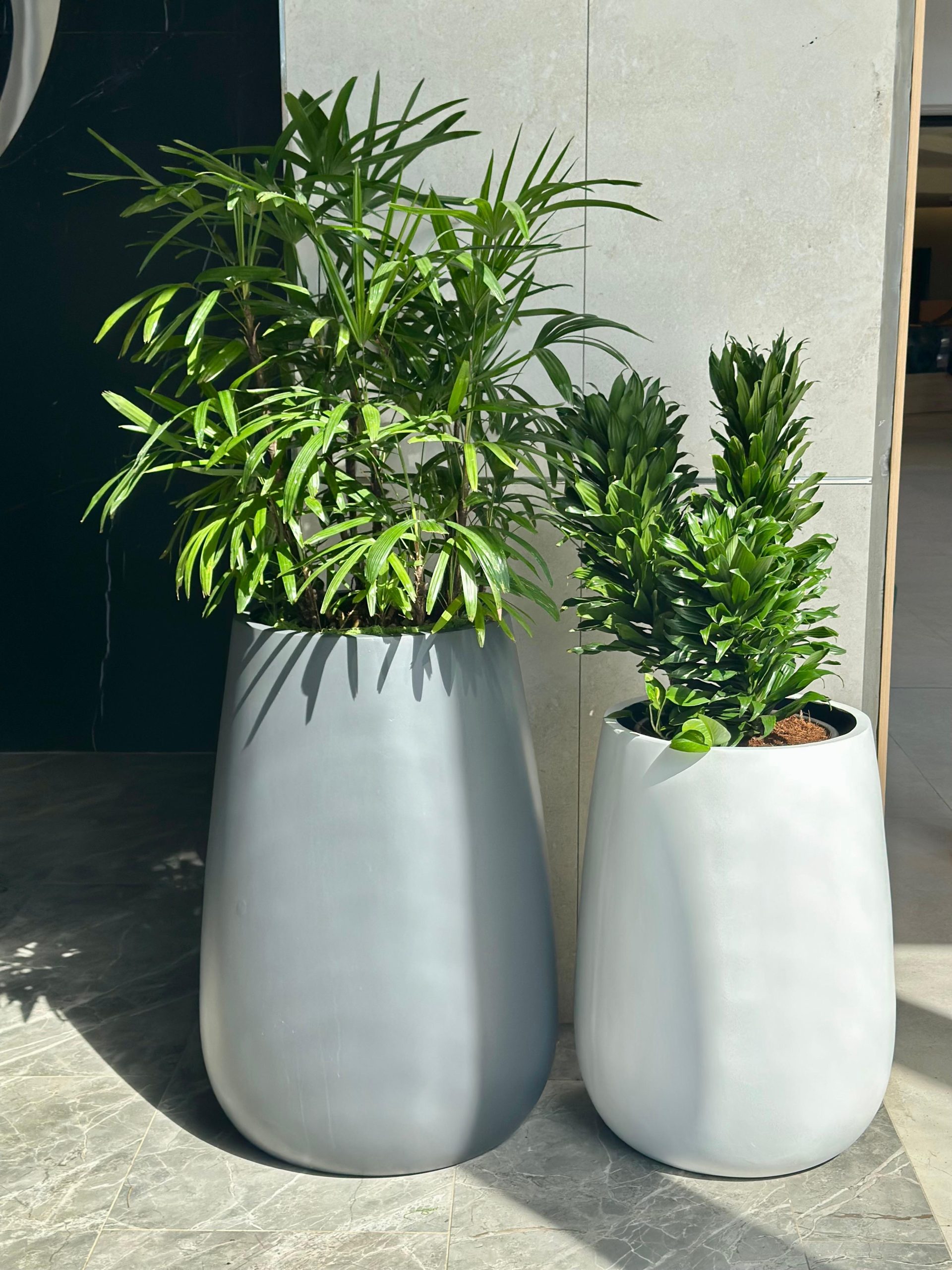 Designer pot and plant