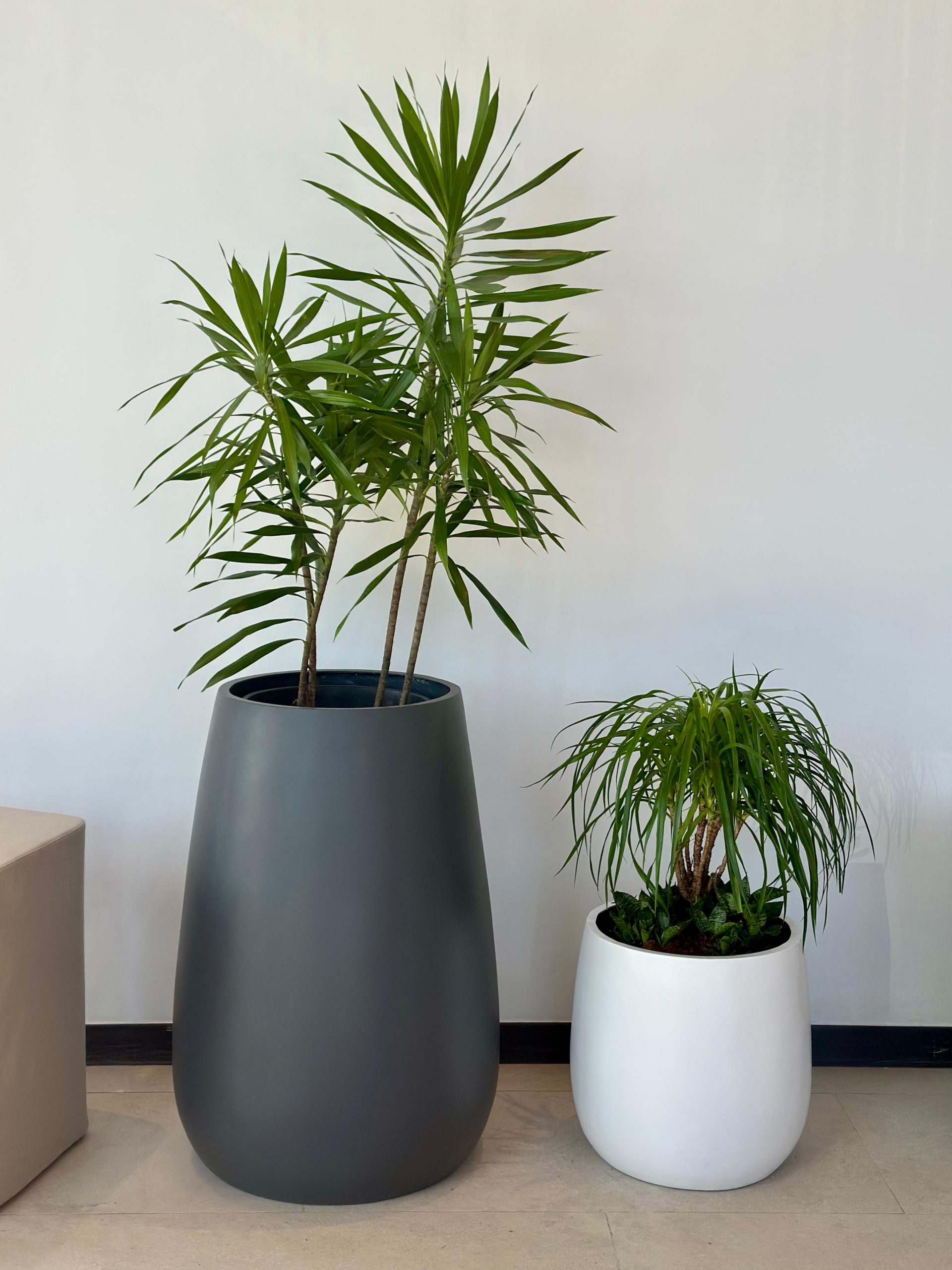 Desk plant near window